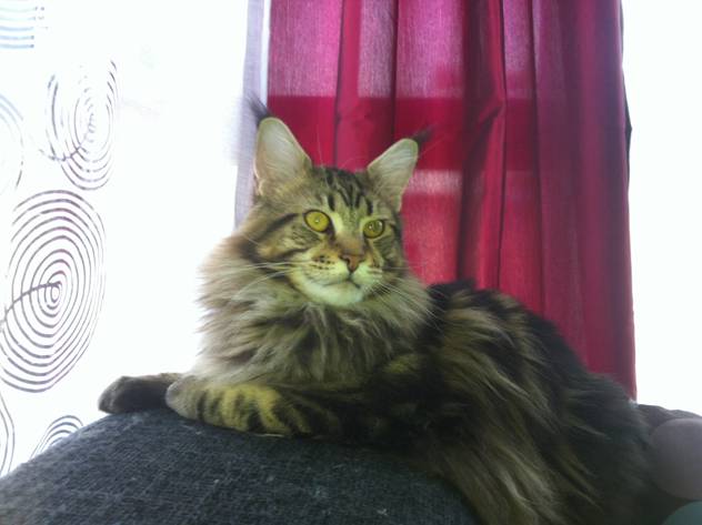 Maine Coon Hercule